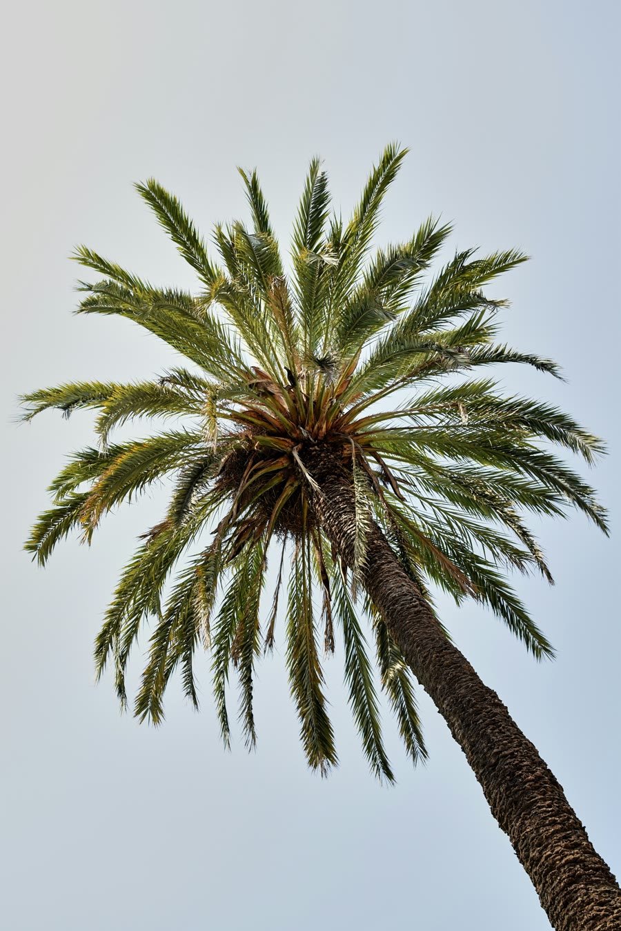 Palm tree against a clear blue sky, viewed from below